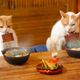 Image for article titled Cats Are the Cutest Guides to Japan